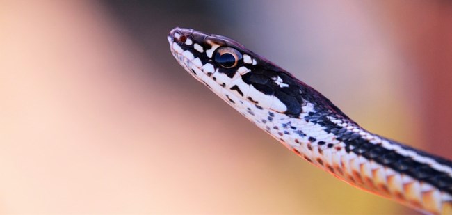 California Striped Racer